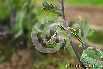 The Caterpillar Larvae Of The Cabbage White Butterfly Eating The Leaves Of A Cabbage. Macro View Of One Caterpillar Eating Green Stock Photo