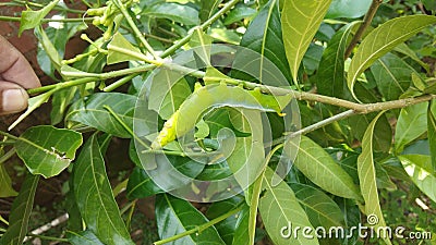 Caterpillar the larval stage of Lepidopteran. Stock Photo