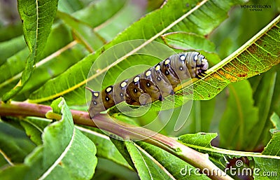 Caterpillar Stock Photo