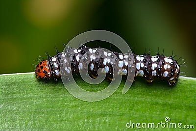 Caterpillar Stock Photo