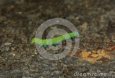 A caterpillar Operophtera Brumata Stock Photo