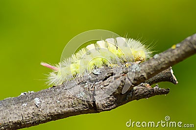 Caterpillar overcomes obstacles Stock Photo