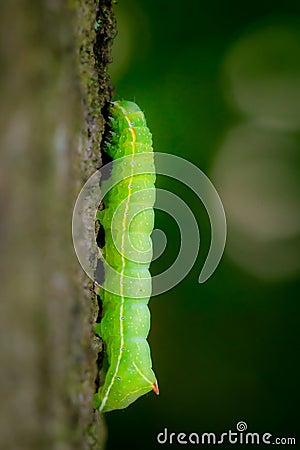 Bright ght green caterpillar climbing a tree of the forest Stock Photo
