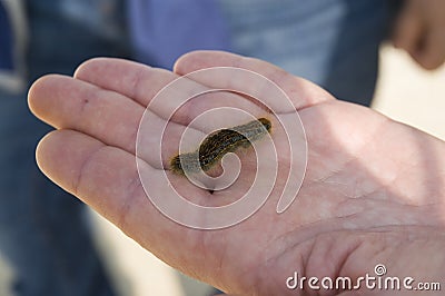 Caterpillar on palm of hand Stock Photo