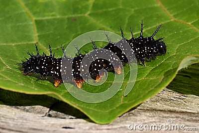 Caterpillar peacock butterfly, Inachis io Stock Photo