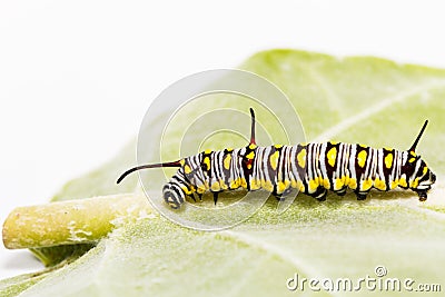 Caterpillar of plain tiger butterfly eating leaf Stock Photo