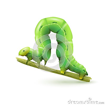 Caterpillar realistic isolated Vector Illustration