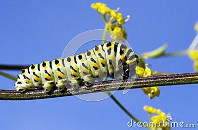 Caterpillar Stock Photo