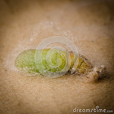 Caterpillar in silk cocoon Stock Photo