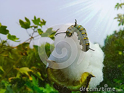 caterpillar Sitting on Gossypium herbaceum.monarch caterpillar.it is black caterpillar.Its Another names is Queen caterpillar. Stock Photo