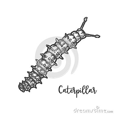 Caterpillar sketch or vector centipede insect illustration Vector Illustration