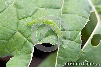 Caterpillar of the small white or small cabbage white Pieris rapae on damaged cabbage leaves. It is a serious pest. Stock Photo