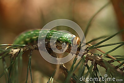 A caterpillar sphinx pinastri Stock Photo