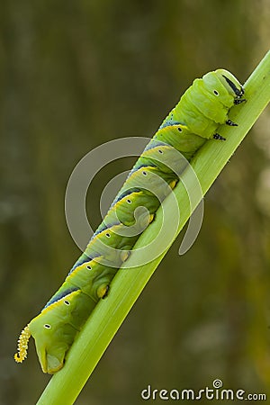 Caterpillar of the sphinx of the skull, Acherontia atropos, climbing the stem of its nutritious plant Stock Photo