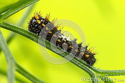 Caterpillar of the Swallow Tail Butterfly. Stock Photo