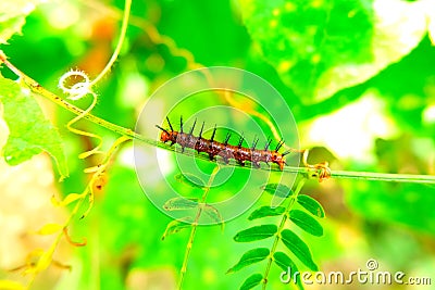 Caterpillar of Tawny Caster (Acraea violae) on green branch. Stock Photo