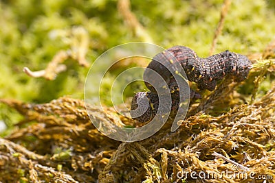 caterpillar of the tiger painting on the green moss Stock Photo