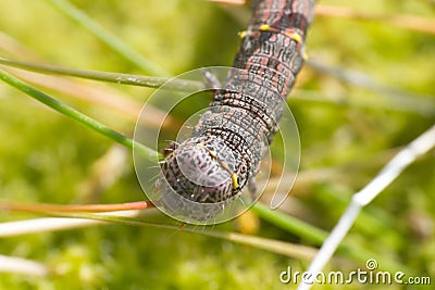 caterpillar of the tiger painting on the green moss Stock Photo