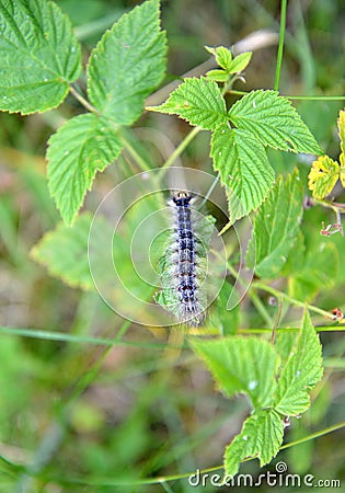 The caterpillar of an unpaired silkworm Lymantria dispar Linnaeus crawls over a branch of raspberry Stock Photo