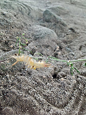 Caterpillar walking upside down on plant stem Stock Photo
