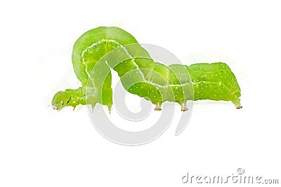 Caterpillar on white Stock Photo