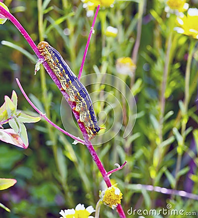 Caterpillar: White Lined Sphinx Larva Stock Photo