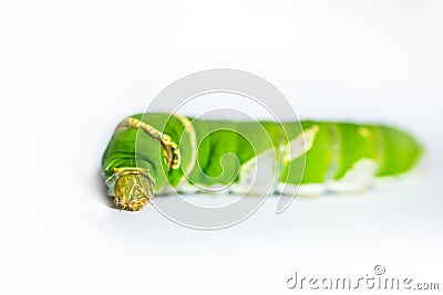 Caterpillar worm green Stock Photo