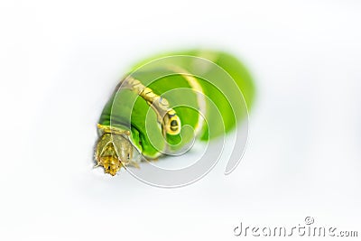 Caterpillar worm green Stock Photo