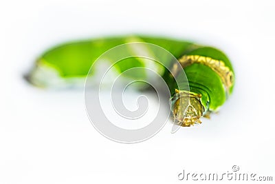 Caterpillar worm green Stock Photo
