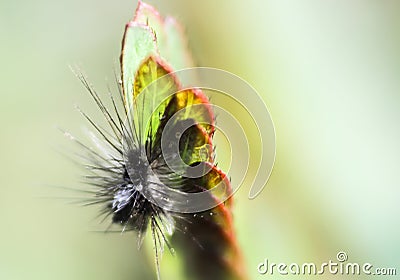 Caterpillar, worm wildlife, worm shape Stock Photo