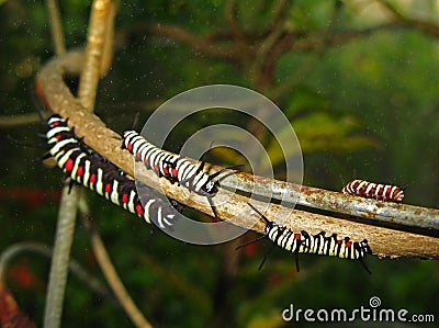 Caterpillars Stock Photo