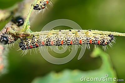 Caterpillars Stock Photo