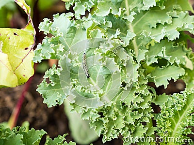 Caterpillars from cabbage moth eating cabbage leaf Stock Photo