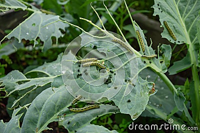 caterpillars have planted cabbage leaves in the garden Stock Photo