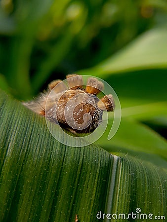 Caterpillars that have poison can be fatal to human skin. insect, animal, macro Stock Photo