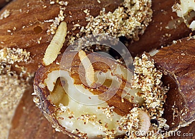 Caterpillars of indianmeal moth Plodia interpunctella damaging dried almonds Stock Photo