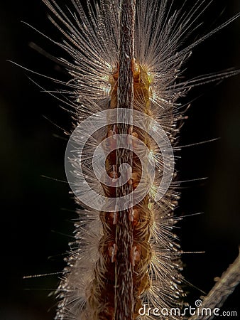 Caterpillars that have poison can be fatal to human skin. insect, animal, macro Stock Photo