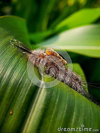 Caterpillars that have poison can be fatal to human skin. insect, animal, macro Stock Photo