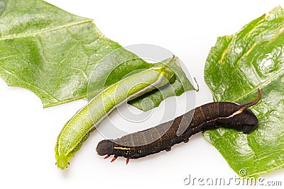 Caterpillars of macroglossum sitiene moth Stock Photo