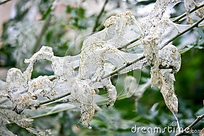 Caterpillars nest Stock Photo