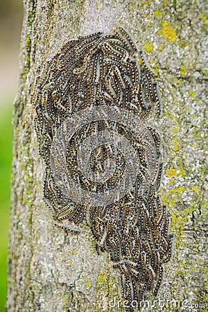 Caterpillars nest on tree.Tree attacked by caterpillars. Caterpillars texture. Stock Photo