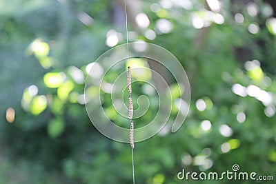 Caterpillars on single thread Stock Photo