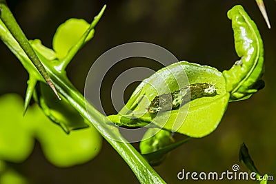 The caterpillars are unsightly color for camouflage Stock Photo