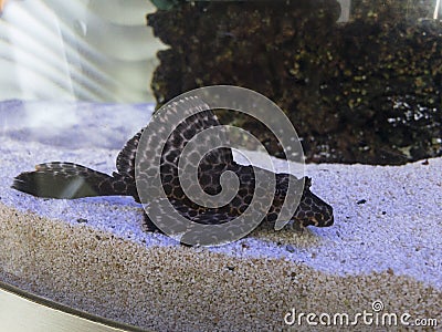 Catfish ancystrus at the bottom of the aquarium Stock Photo