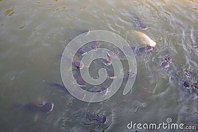 Catfish feeding in river . black and fawn color Stock Photo