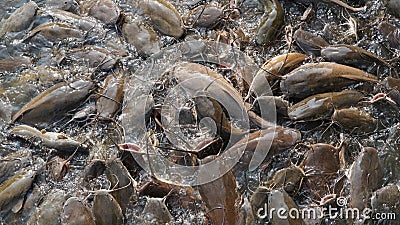 Catfish pond.Catfish in the fish farming. Catfish does not contain any carbohydrates, but there is a good amount of protein Stock Photo