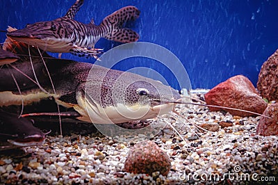 Catfishes in aquarium Stock Photo
