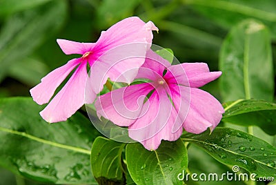 Catharanthus Stock Photo