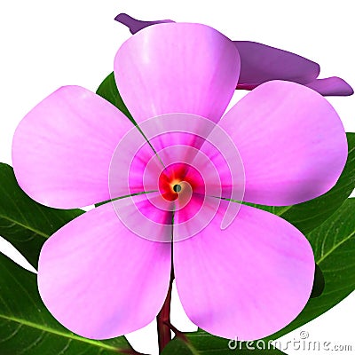 Catharanthus Stock Photo