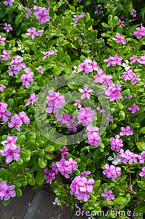 Catharanthus roseus flower in nature garden Stock Photo